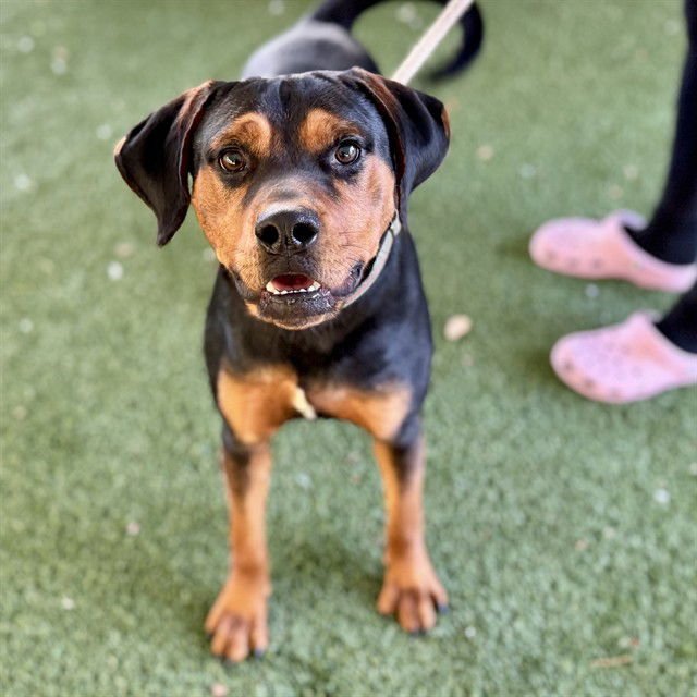 BUG - Rottweiler available for adoption