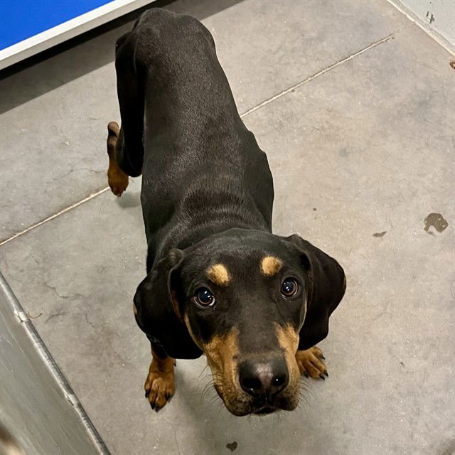 ARCHER - Black and Tan Coonhound available for adoption