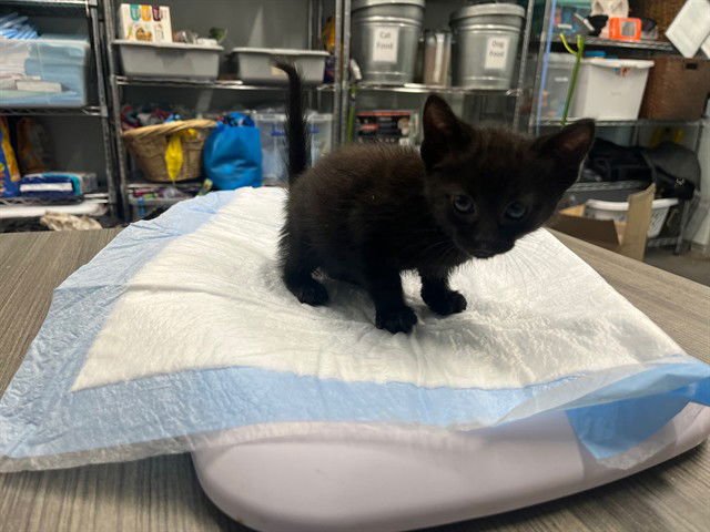 BUZZ - Domestic Short Hair available for adoption