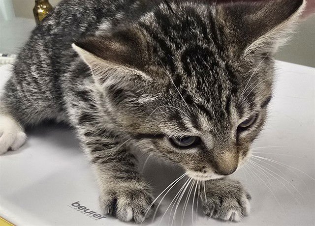 DONNA - Domestic Short Hair available for adoption