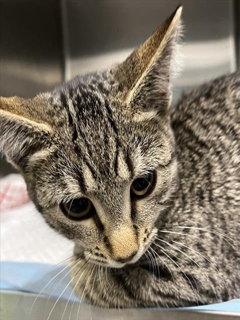 SUSIE - Domestic Short Hair available for adoption