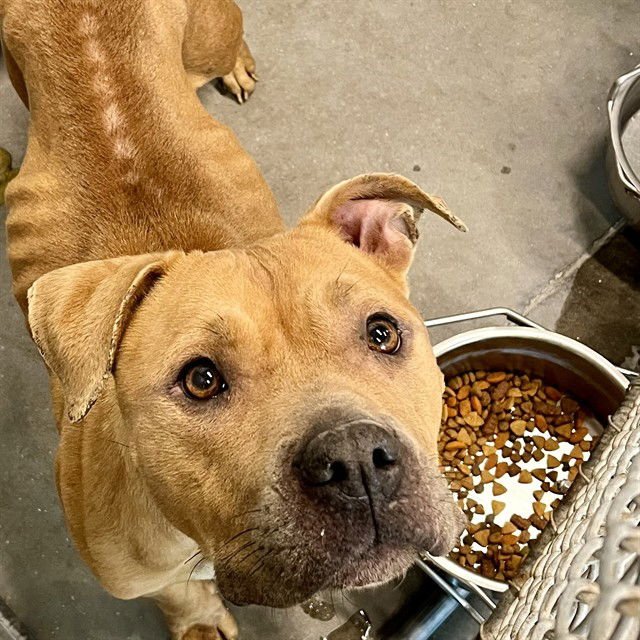 LUCY - Staffordshire Bull Terrier available for adoption