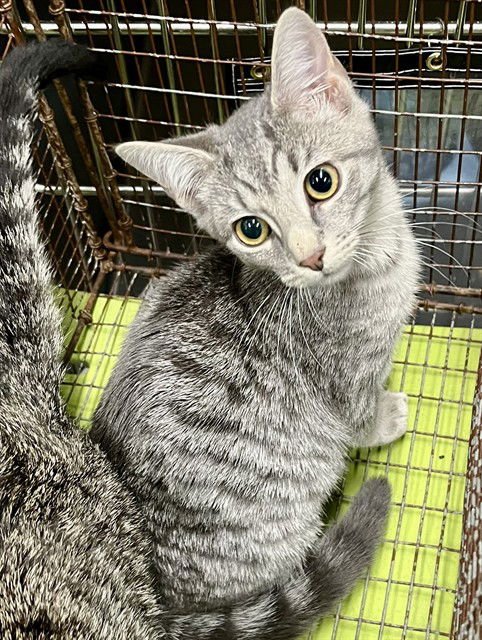 JO JO - Domestic Short Hair available for adoption