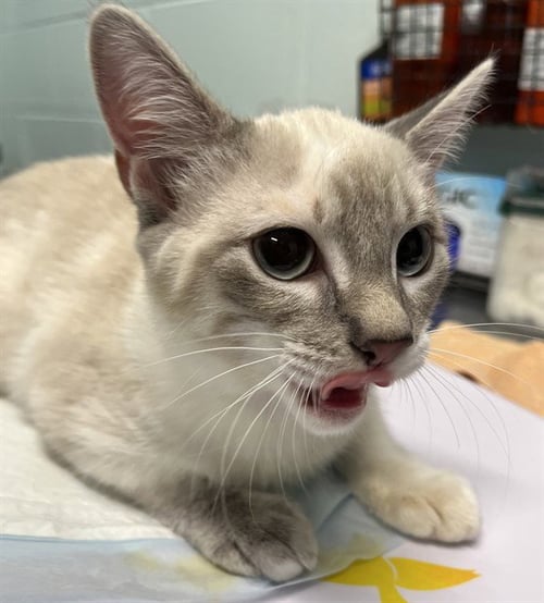 MERCEDES - Siamese available for adoption
