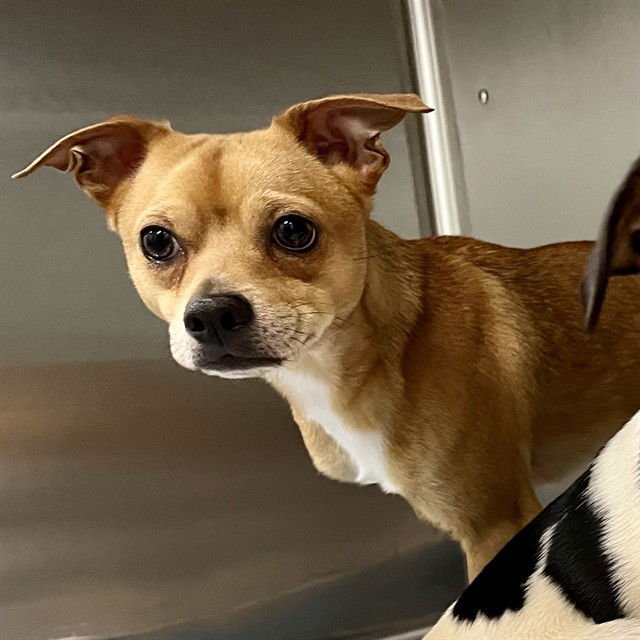 BROLY - Chihuahua available for adoption