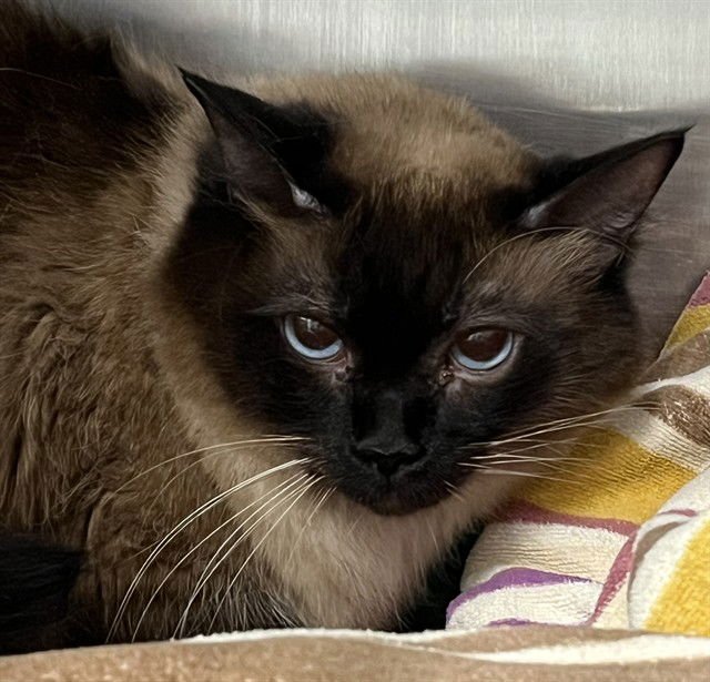 SUGAR - Domestic Short Hair available for adoption