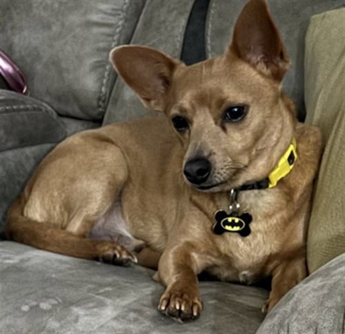 CANELO - Chihuahua available for adoption