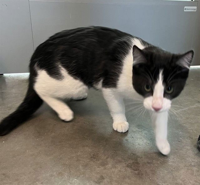 JASPER - Domestic Short Hair available for adoption