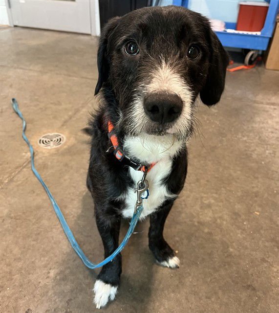 DUKE - Wirehaired Fox Terrier / Border Collie available for adoption