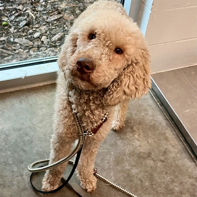 DAFFODIL - Poodle (Standard) available for adoption