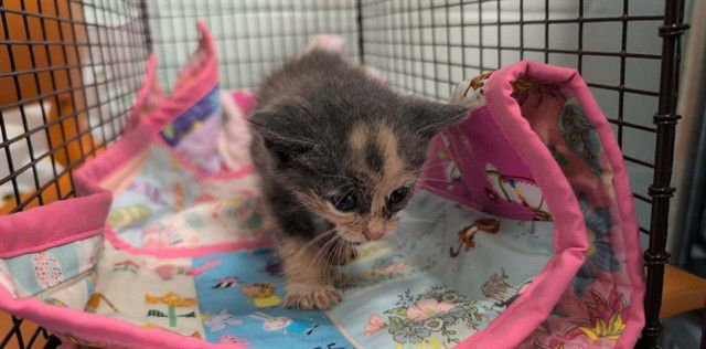 STAR - Domestic Short Hair available for adoption