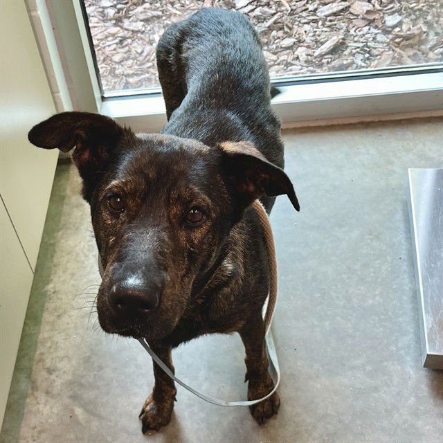 TESSA - Plott Hound available for adoption