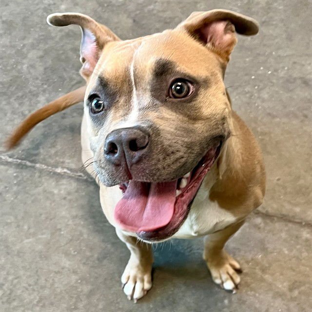 POSIE - Boxer available for adoption