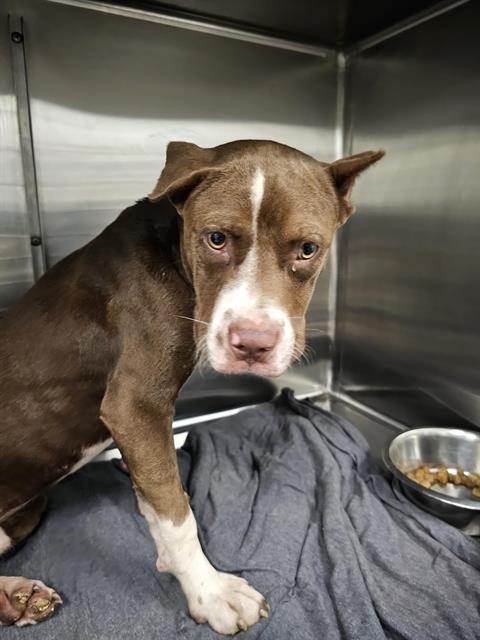 HANK - American Staffordshire Terrier available for adoption