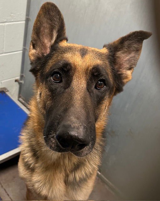 MAX - German Shepherd Dog available for adoption