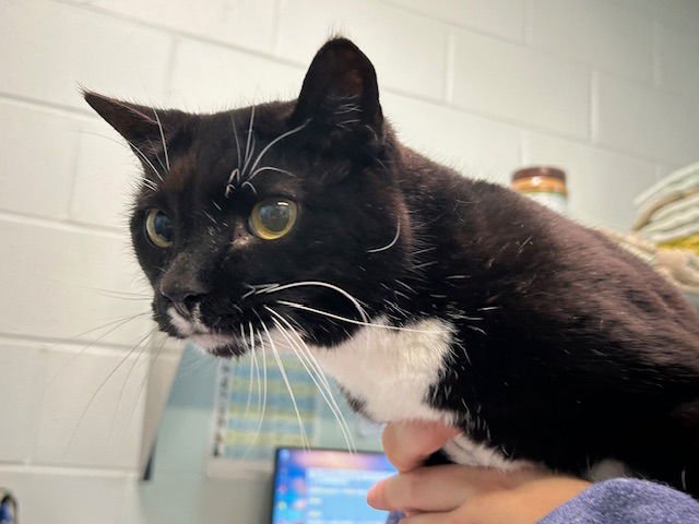 ULYSSES - Domestic Short Hair available for adoption