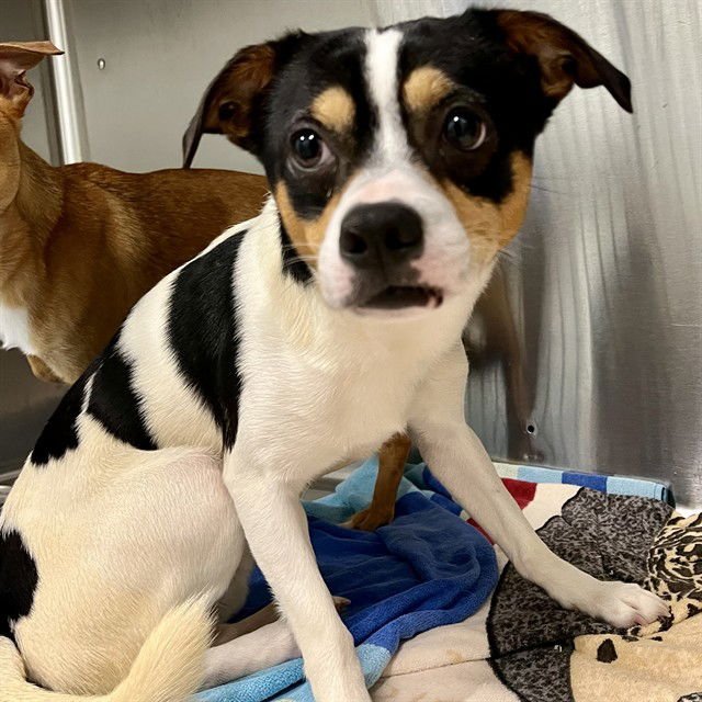 VEGETA - Chihuahua available for adoption