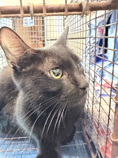 FINDLAY - Domestic Medium Hair available for adoption