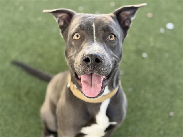 JERRY - American Pit Bull Terrier available for adoption