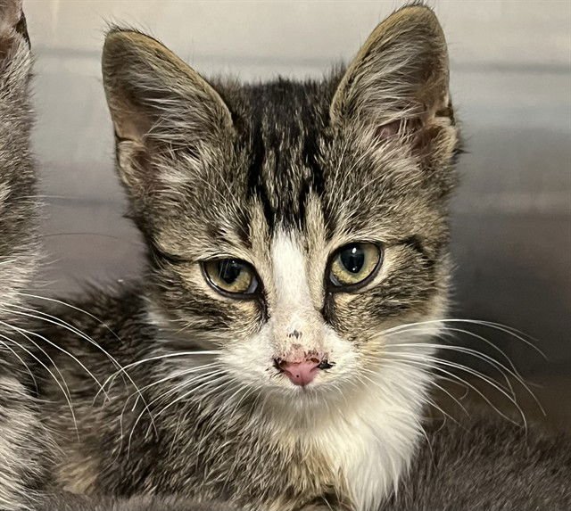 LOUIE - Domestic Short Hair available for adoption