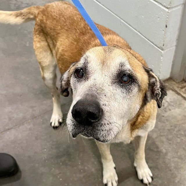 TOAST - Black Mouth Cur available for adoption