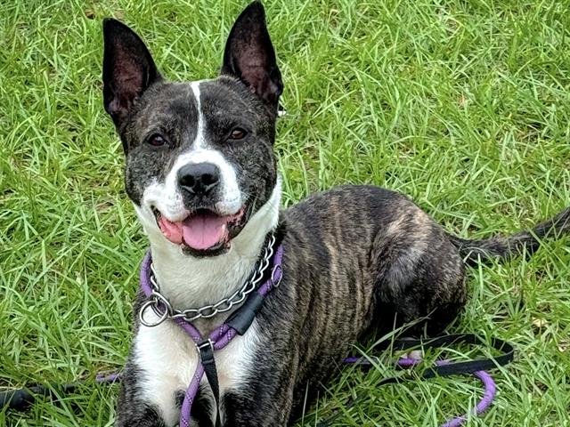 WALTER - Dutch Shepherd available for adoption