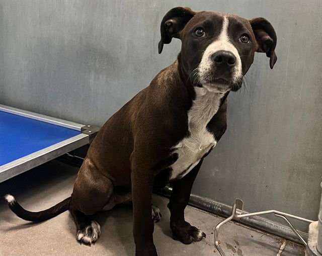 SUNNY - Pit Bull Terrier available for adoption