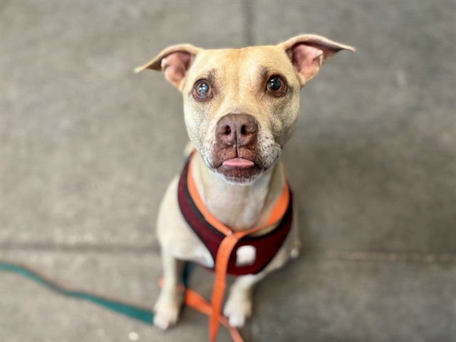 HONEY - Labrador Retriever available for adoption