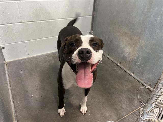 NOVA - Labrador Retriever available for adoption