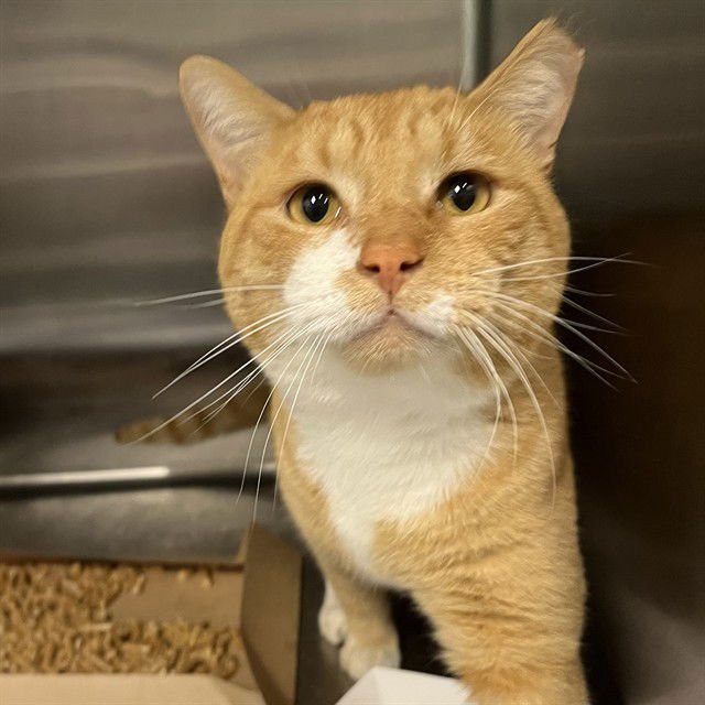 CHUCKIE - Domestic Short Hair available for adoption