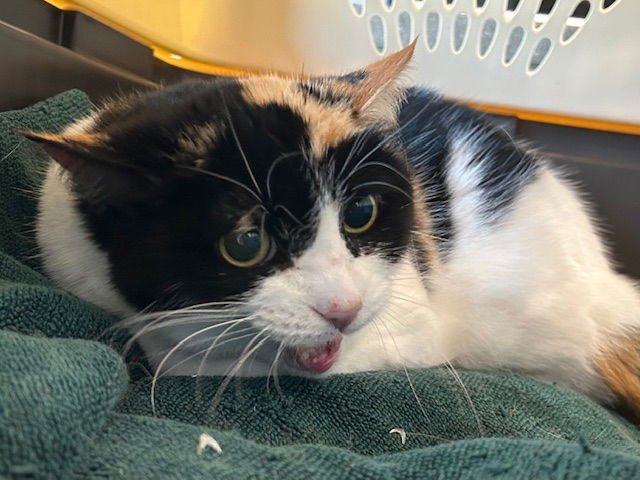 JASMINE - Domestic Short Hair available for adoption