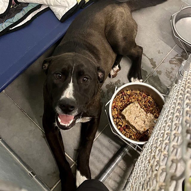 BRADY - Plott Hound available for adoption