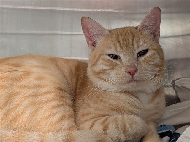 MORTY - Domestic Short Hair available for adoption