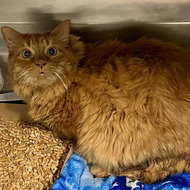 JULIUS - Domestic Long Hair available for adoption