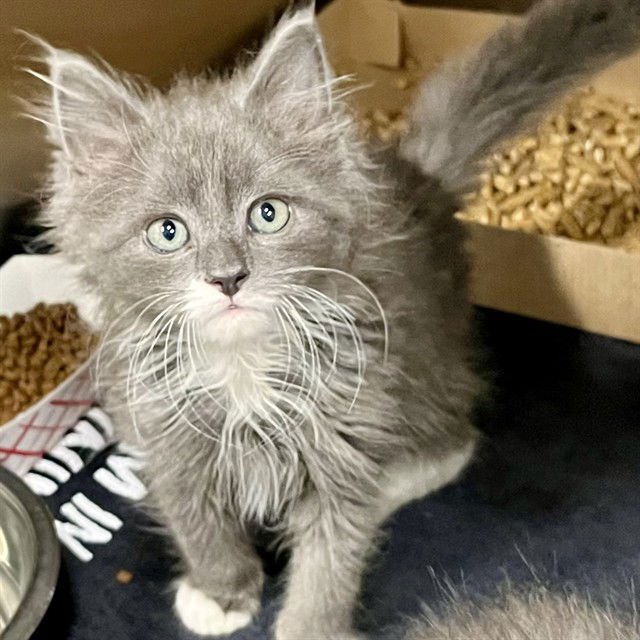 RYUK - Domestic Short Hair available for adoption