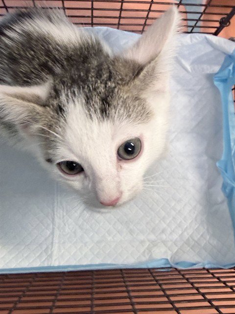 TOLEDO - Domestic Short Hair available for adoption