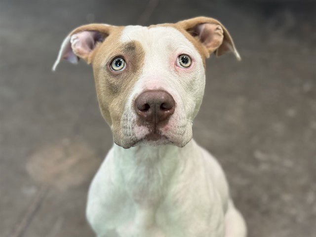 YOSHI - Pit Bull Terrier available for adoption