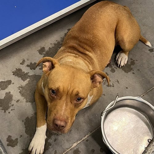 KIA - American Bulldog available for adoption