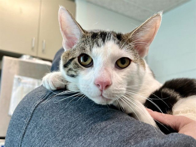 SPOTS - Domestic Short Hair available for adoption