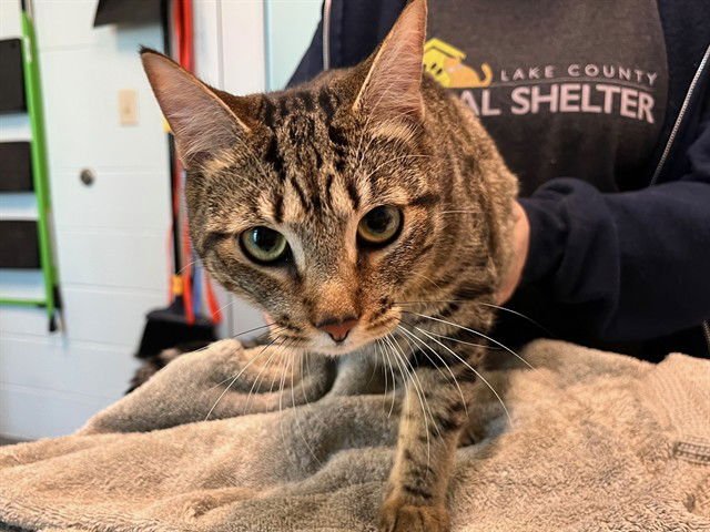 BETTY - Domestic Short Hair available for adoption