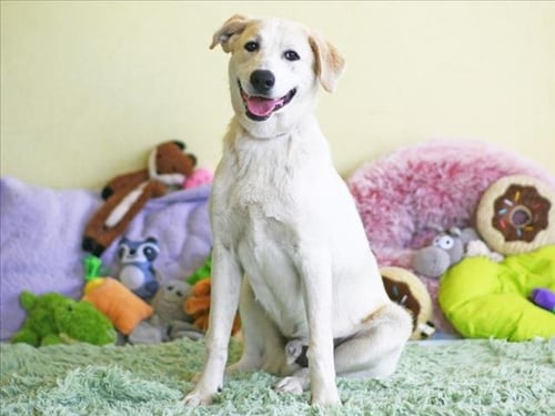 PASCAL - Labrador Retriever available for adoption