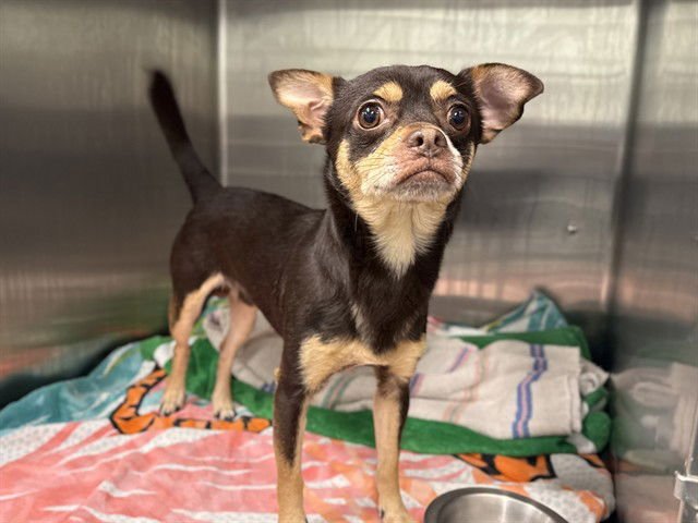 DILL - Chihuahua available for adoption