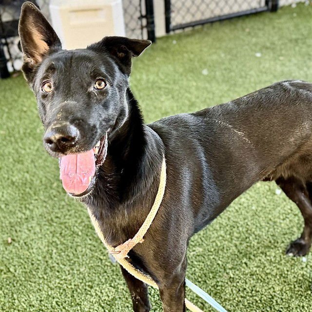 EDDIE - Belgian Shepherd Malinois available for adoption