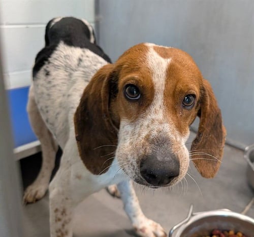 PATRICK - Beagle / Treeing Walker Coonhound available for adoption