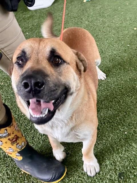 YOGI - Basset Hound / Labrador Retriever available for adoption