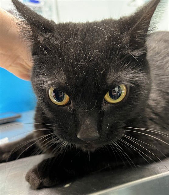 LILITH - Domestic Short Hair available for adoption