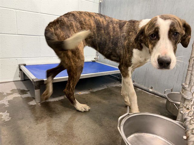 KATE - Plott Hound available for adoption