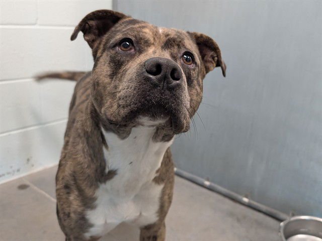 BEAST BOY - Catahoula Leopard Dog available for adoption