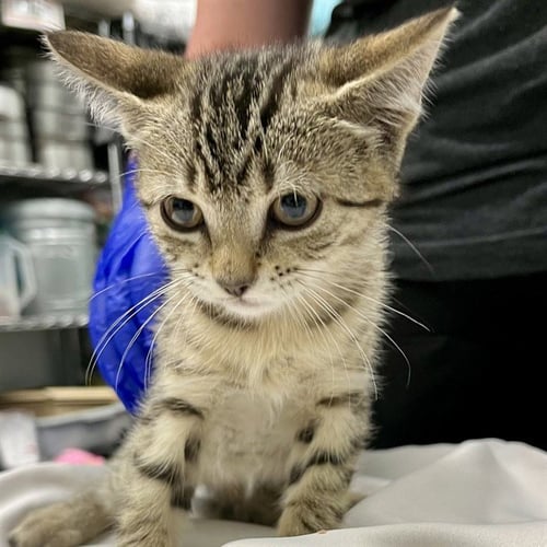 ALASKA - Domestic Short Hair available for adoption
