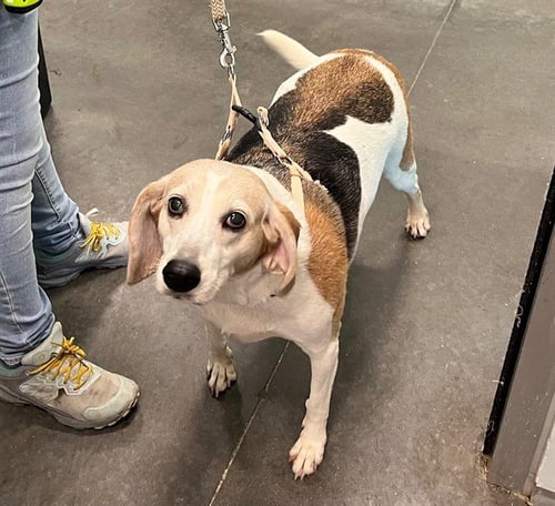 ELSIE - Beagle available for adoption